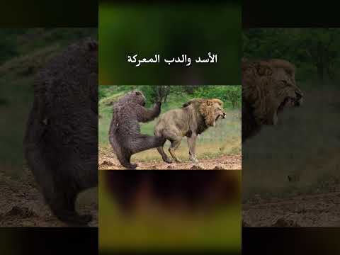 هذا هو أندر الدب مقابل معركة الأسد