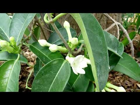 Video: Stefanotis (38 Fotos): Reproducción Y Cuidados A Domicilio. Descripción De Especies De Floribunda, Abundante Floración Y Otras. ¿Y Si Sus Hojas Se Vuelven Amarillas?