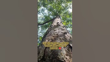 CÂY RỪNG ĐỘC LẠ CỔ THỤ TRONG RỪNG SÂU TÂY NGUYÊN