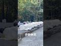 令和6年9月30日"大祓" ・Ōharai (Shinto Purification Ritual), Ise Shrine, Japan