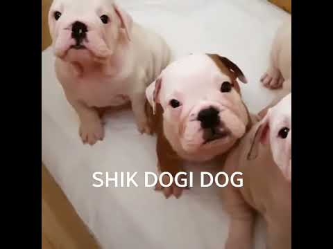 ინგლისური ბულდოგის ლეკვები! ფცი საერთაშორისო ძაღლსაშენი SHIK DOGI DOG!