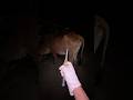 Penyuntikan AD3 induk sapi kurus di dunia‼️#shorts #animals #cow