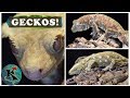 Geckos of new caledonia  gargoyles chahouas leachies  crested  koaw nature