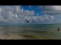 Pelicans on dominican beaches playa bvaro beach