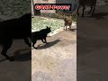 goat Power ☠️and goat vs animals #shorts #short @MrBeast