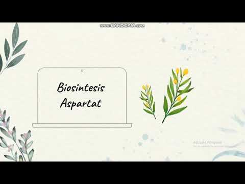 Katabolisme dan Biosintesis Asparagin Aspartat (Sakina & Dian)