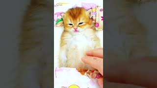 Cute Kittens❤️【162】#Shorts #Cutecat520 #Cat #Kittens #Pets