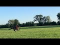 Galloping my ex-racehorse for the first time