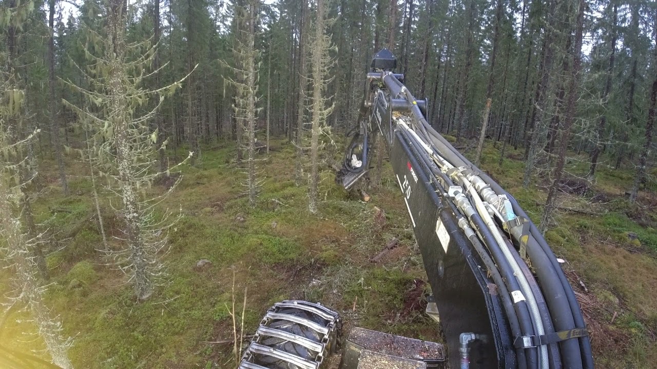 Eco Log 560D AFM 45 Tuulenkaatoja