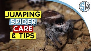Jumping Spider Care Guide – Pet Pedes and Pods