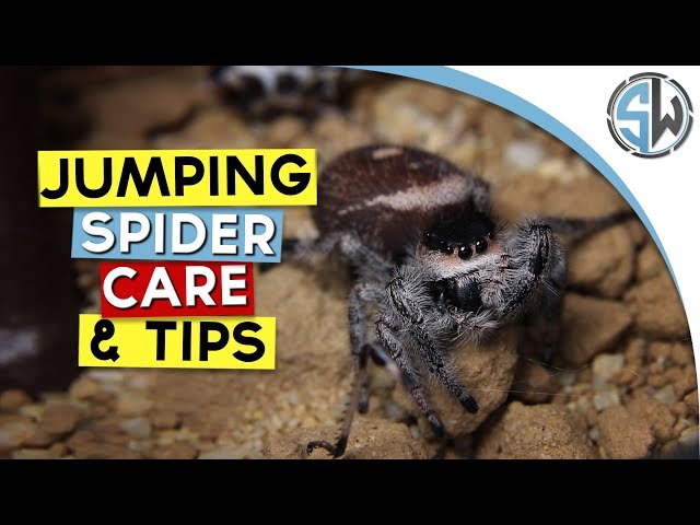 Jumping Spider Care Guide – Pet Pedes and Pods