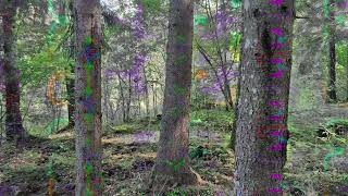 That moment when forest start to turn into DMT hyperspace