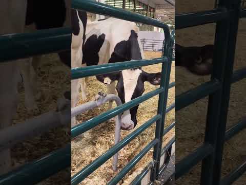 Cows are fun #cow #cows #farmlife #milk #milkshake