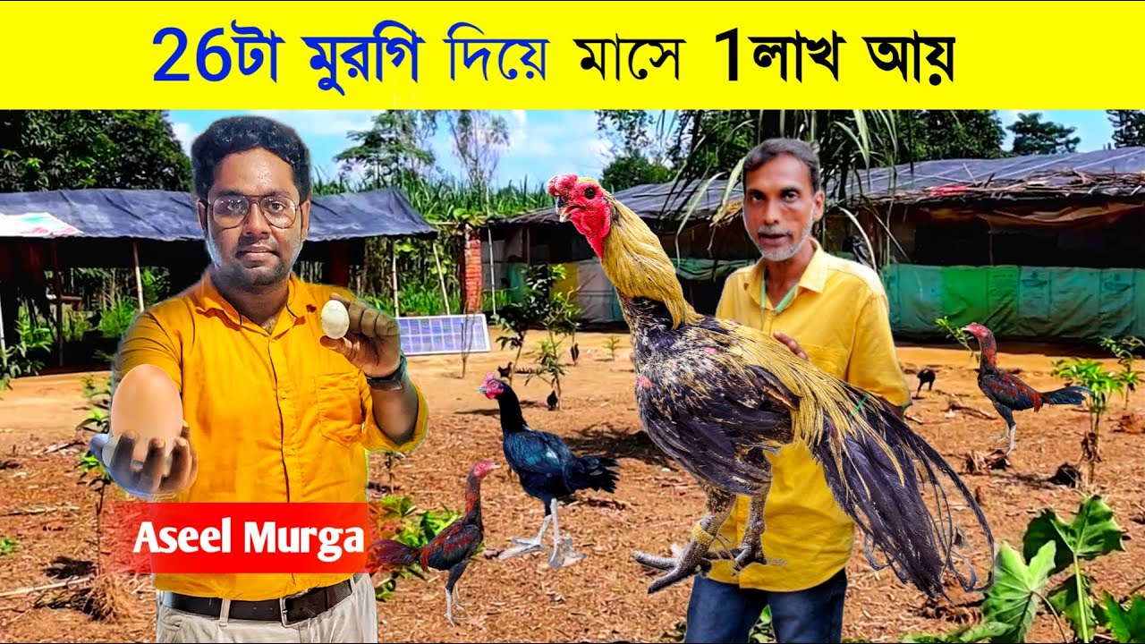 ২৬টি Aseel মুরগি দিয়ে মাসে ১ লক্ষ টাকা আয় | Aseel Murgi Farm | Desi Aseel Murga
