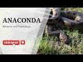 Anaconda Behavior and Psychology | Anaconda ka sochne aur behave karne ka tareqa