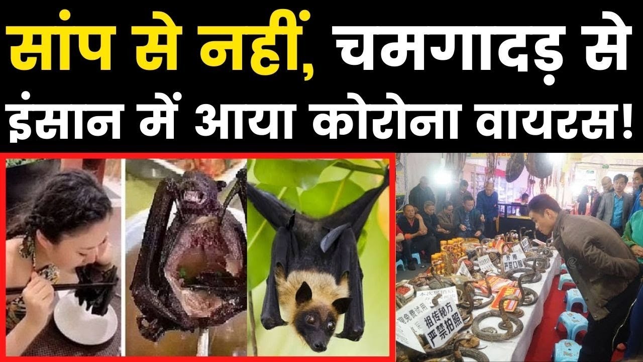 Two possible Root causes of Coronavirus in Human,सांप से नहीं चमगादड़ से इंसान में आया कोरोना वायरस!