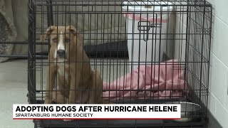 Spartanburg Humane Society at full capacity following Helene