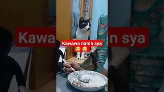 kawawa namn si ming2x #cat #animals #shortvideo #catlife #shorts