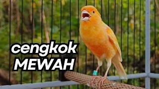 Download lagu Kemewahan Suara Kenari! Baru Putar 10 Detik Kenari Muda Langsung Berani Bunyi Keras!!