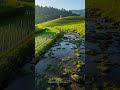 8K Cinematic Escape to Balis Hidden Rice Fields