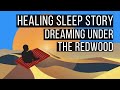 Dreaming Under The Redwood😴 SLEEP MEDITATION BEDTIME STORIES FOR GROWNUPS 💤