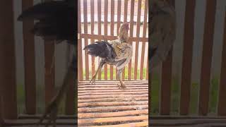 Download Lagu Line Yokkeree dan Saenkhon...Sudah mulai enak dilihat..08813357169 MP3