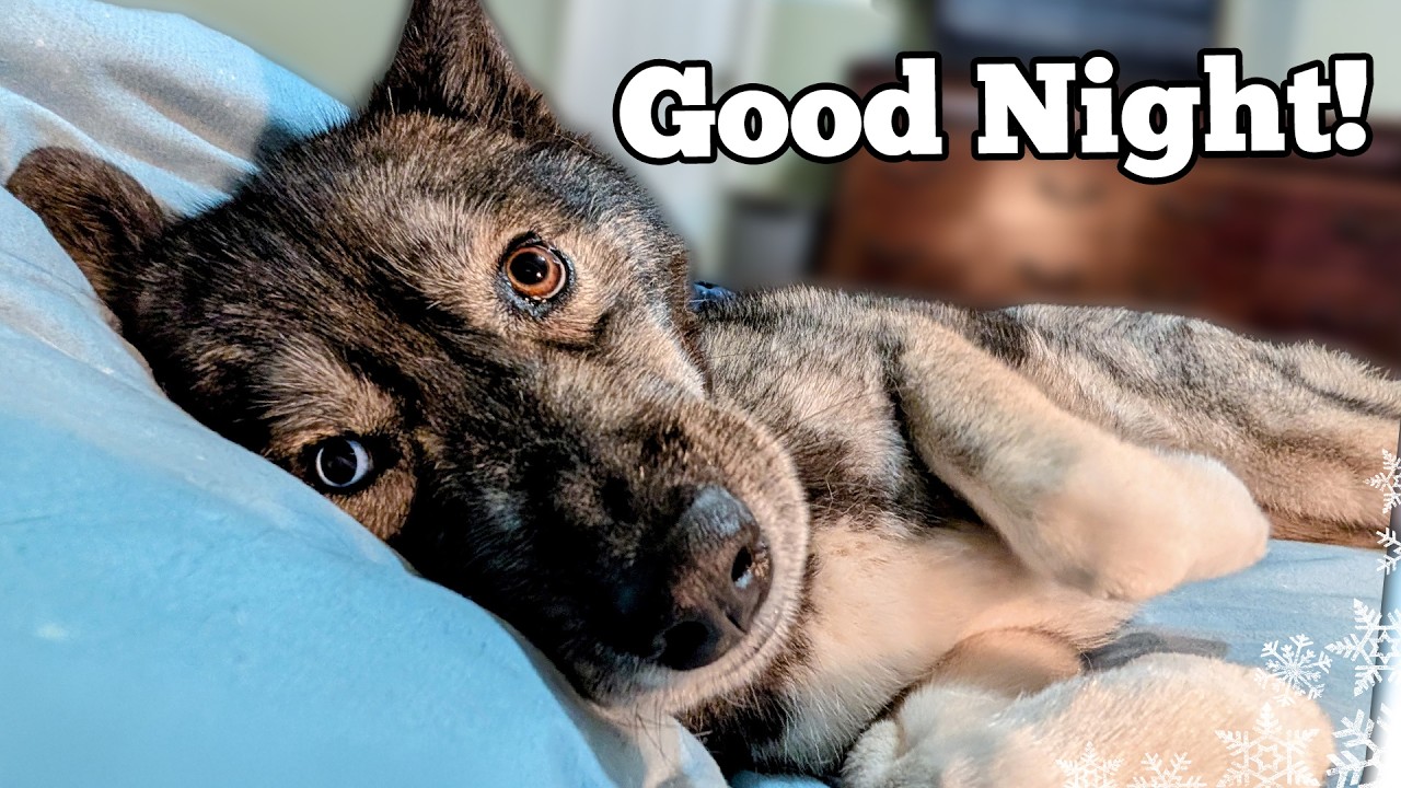 Dogs Bedtime Routine My Dog's Bedtime Routine In the Spring Time! - YouTube