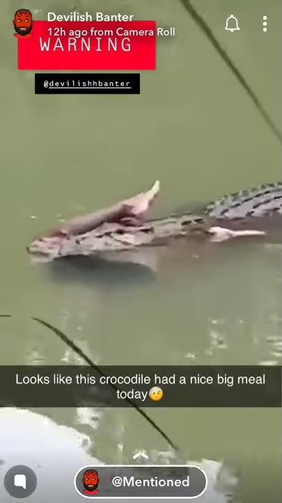 Crocodile attack - YouTube