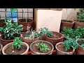 Dileep agarwals home garden plants refreshing