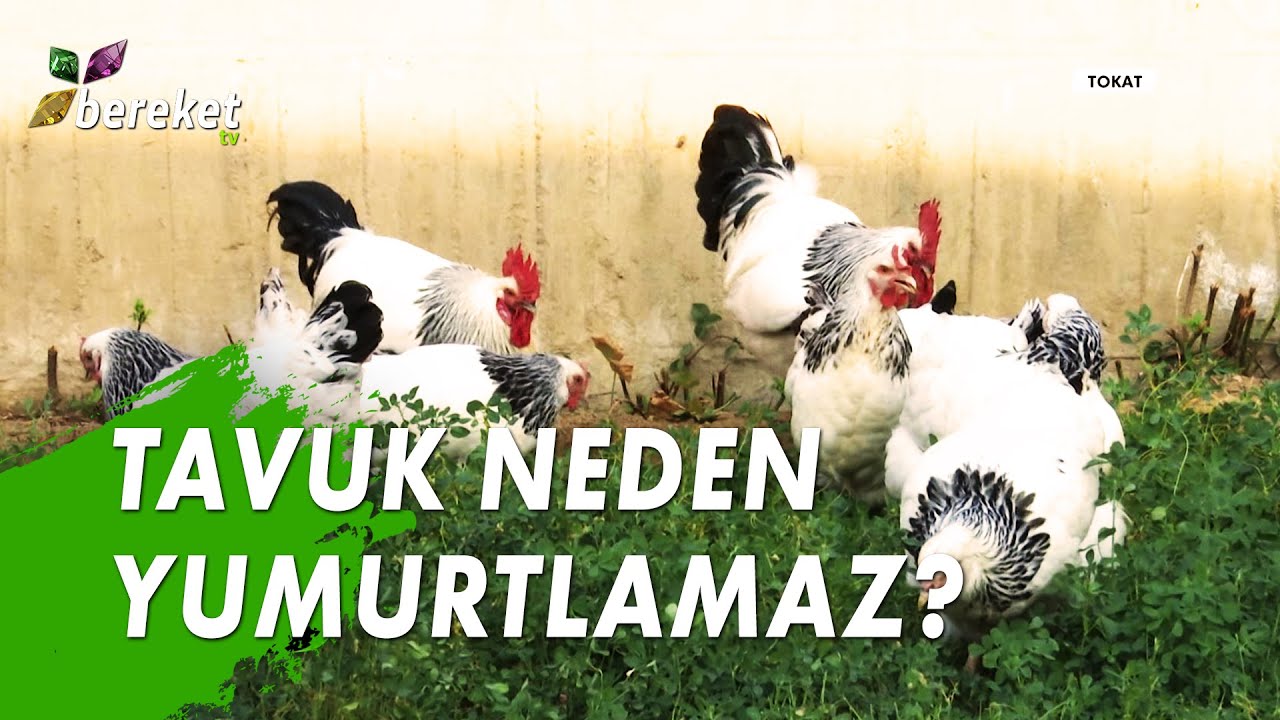 Altın Kümes - Yumurtacı Tavukların Yetiştiriciliği