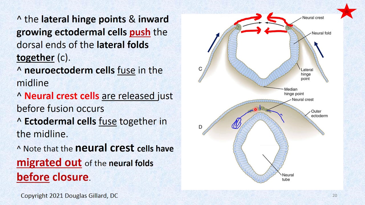 Embryology:(Wk9)(Win21): Finishing Neurulation, Neural Crest Cells & Mesoderm Differentiation - I.