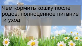 Чем кормить кошку после родов: полноценное питание  и уход