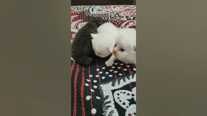 Video 11400731: persian cat kitten pet, cat pets white persian, persian cat kitten beautiful