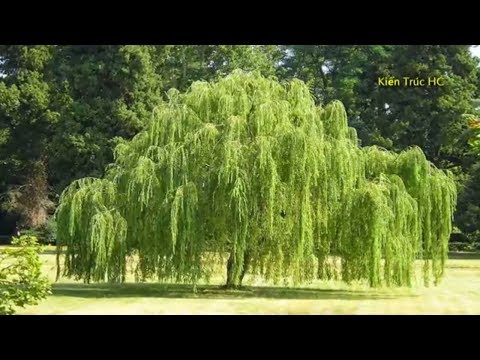 Tại Sao Mọi Người Không Trồng Cây Liễu Trước Nhà (PT)