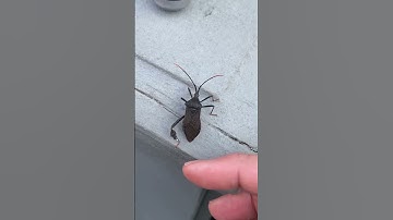 Unreal how many views I get with a bug 🐜 video 🤣