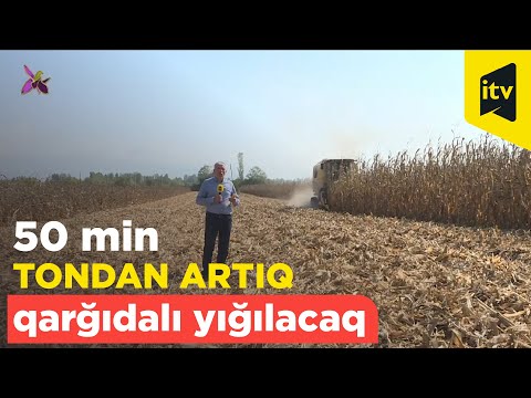 Video: Kultivasiya kənd təsərrüfatında əsas əkin üsuludur
