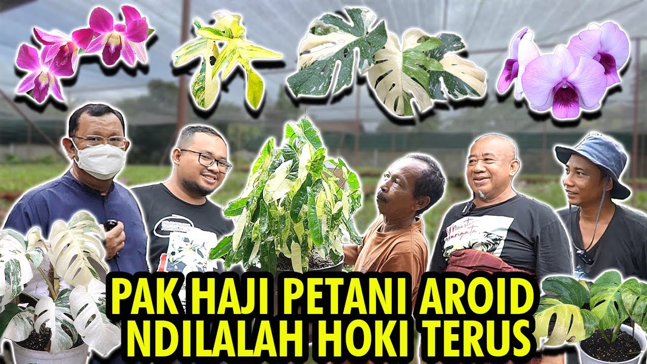 PAK HAJI PETANI AROID NDILALAH HOKI TERUS!!