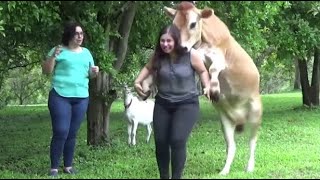 IMPOSSIBLE NOT TO LAUGH 🤣 TRY NOT TO LAUGH (Animals EDITION) YLYL ★91 by My TOP10 of Today 60,461 views 3 years ago 10 minutes, 37 seconds