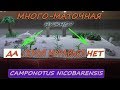 Camponotus nicobarensis.  Нужна ли много маточная семья # Хороший выбор для домашнего содержания