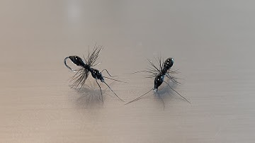 Fly Tying - Black Ant
