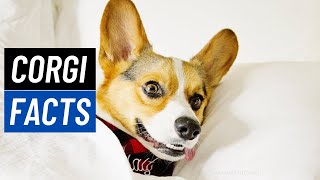 5 Things All Corgi Owners Know