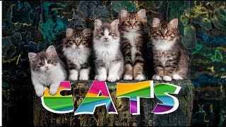 CATS. Melodic Whiskers. Harmony of Cats and Music, sounds of cats purring and meowing