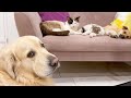 Golden Retriever shocked by cats and puppy occupying his sofa