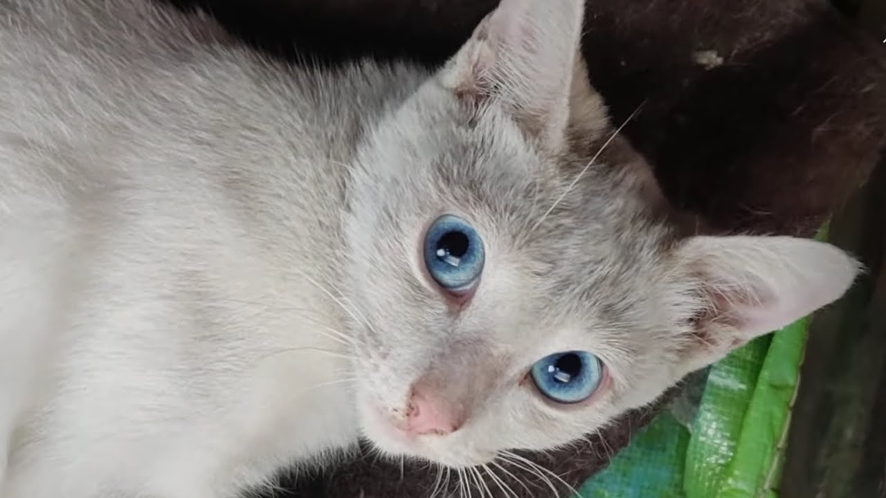 Naughty Cats Under My Car 😂 YouTube