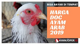 Harga Doc Ayam Arab 2019 Resimi
