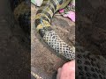 Peeling Shed Off Of Anaconda
