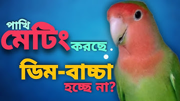 Birds Breeding Problems | পাখি মেটিং করছে কিন্তু ডিম দিচ্ছে না (V- 170)
