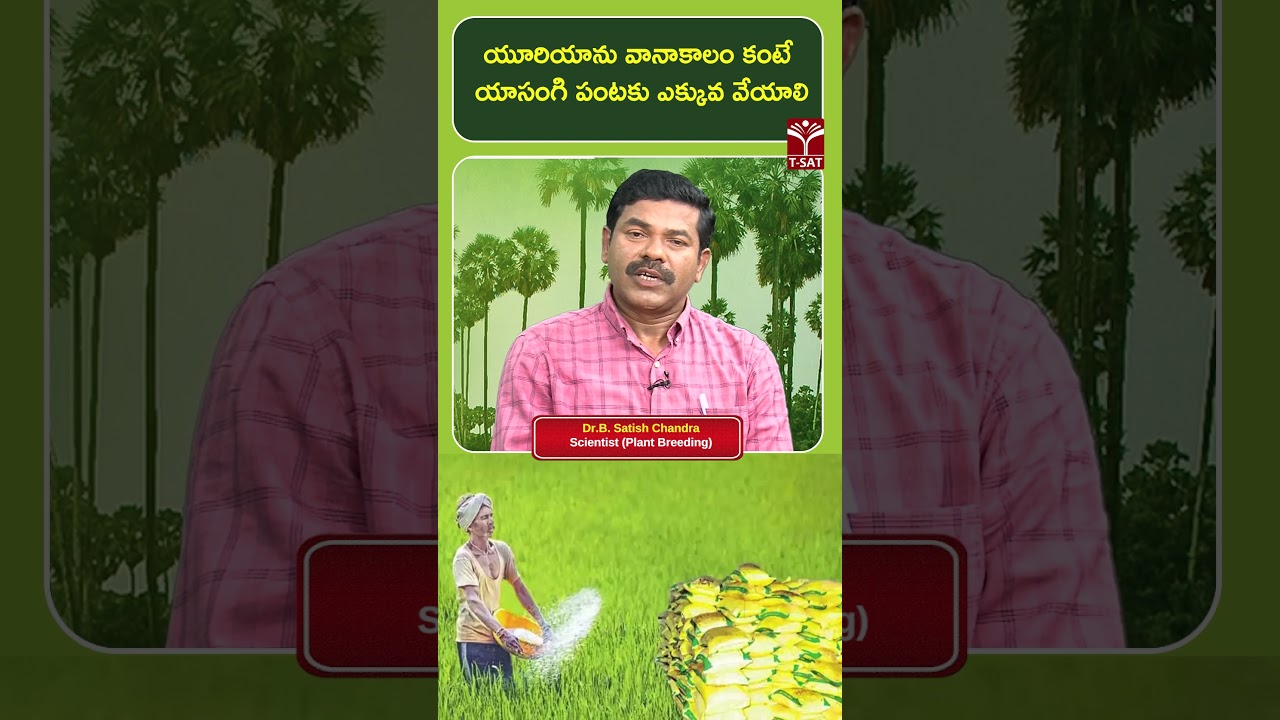 యూరియాను వానాకాలం కంటే యాసంగి పంటకు ఎక్కువ వేయాలి | T-SAT