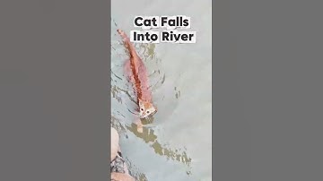 Heldhaftige daad redt levens #redding #dieren