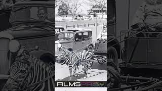 Here's Why Zebras Have Never Been Domesticated @filmsprismdc